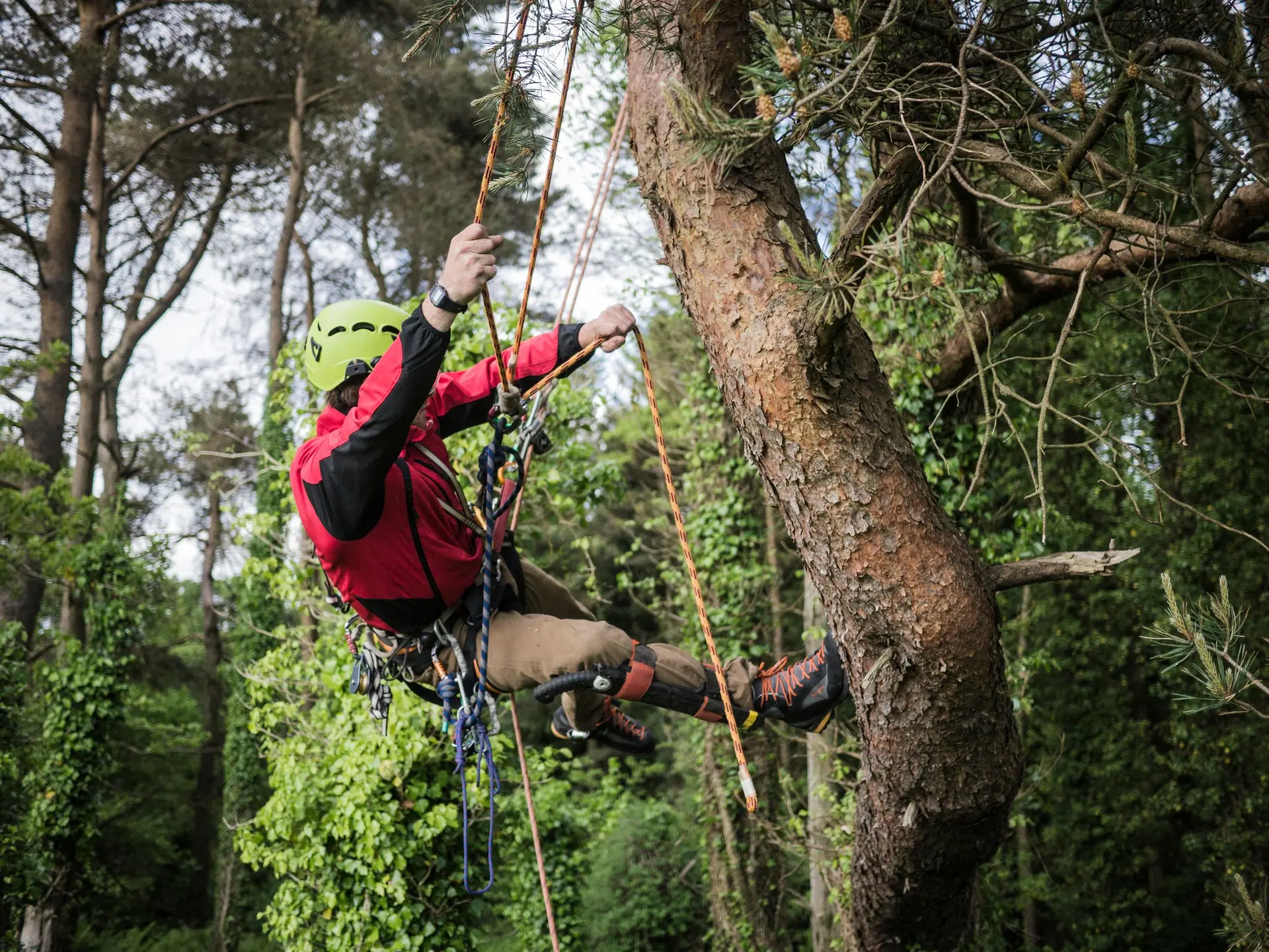 Élagueur-grimpeur au travail dans un grand arbre, harnais et cordes de grimpe